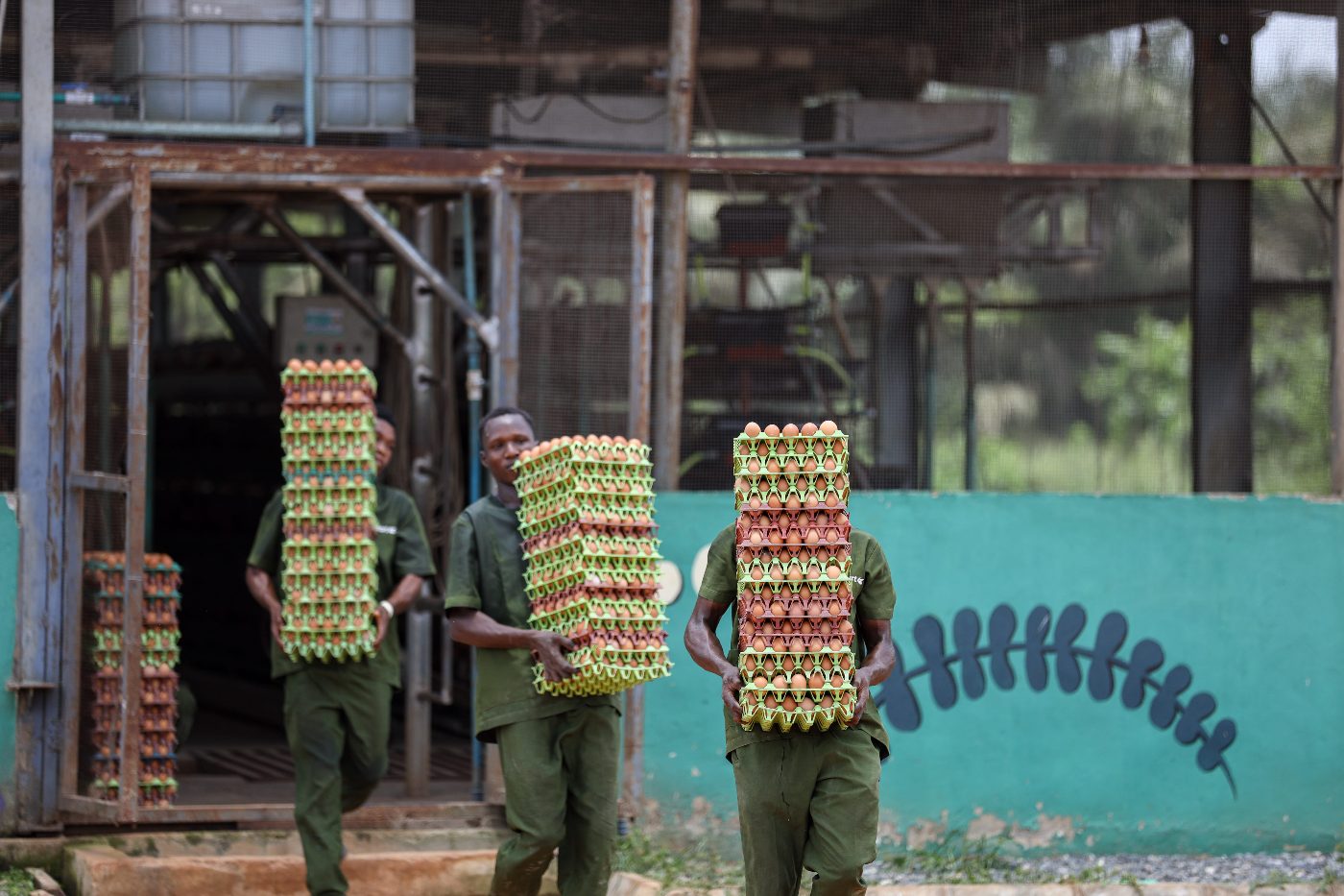 Young farm workers carrying egg trays