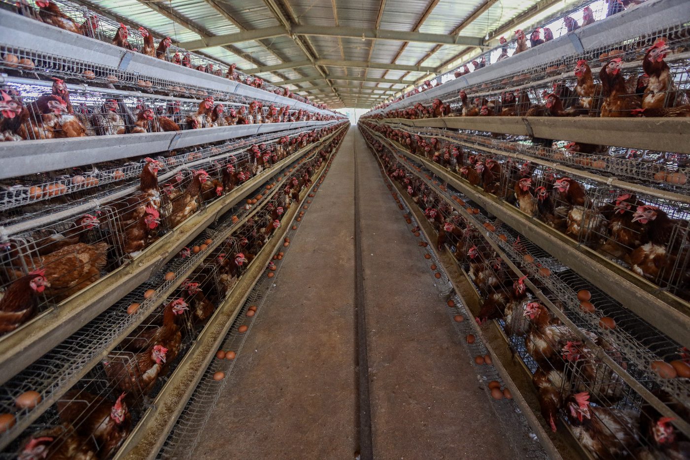 Farm poultry
