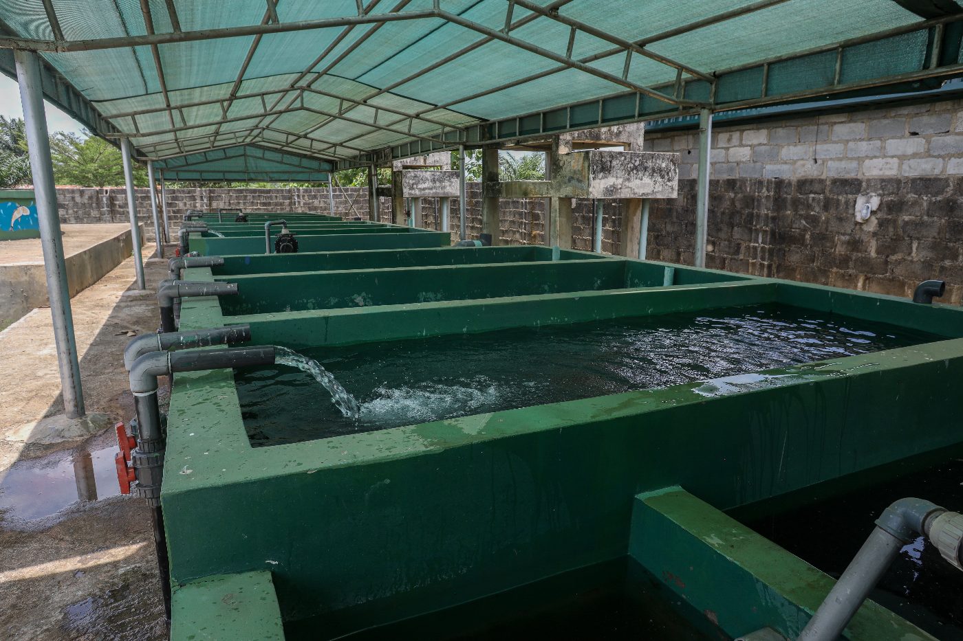 Catfish farming